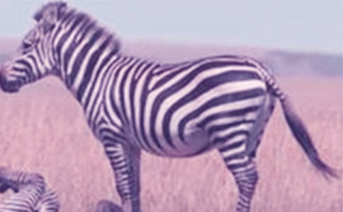 С�����̰������ߣ�ͨ��13ƪ��