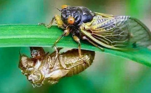 ��֪�ˡ��̰�