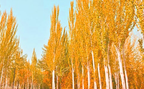 ������������˵�θ巶��ͨ��