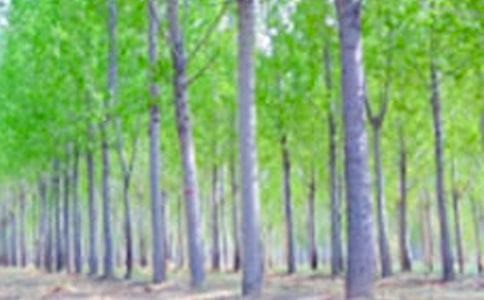 �����˵�θ壨��ѡ6ƪ��