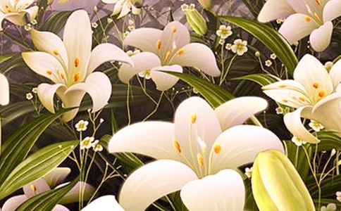 心田上的百合花读后感通用15篇