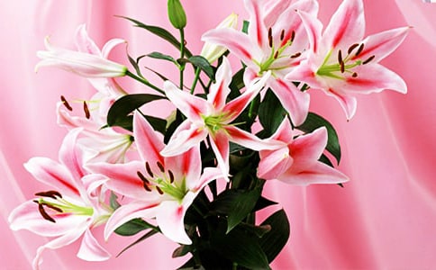 �������ϵİٺϻ�������м���15ƪ