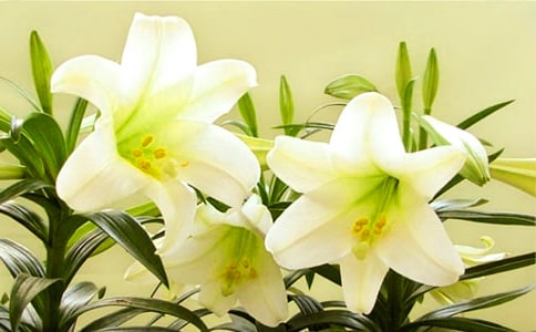 �ٺϻ��̰�����