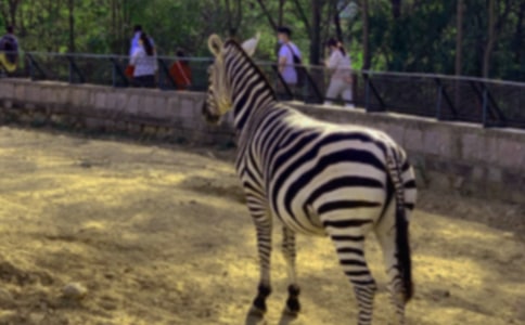 �������ð����߳����鷶��