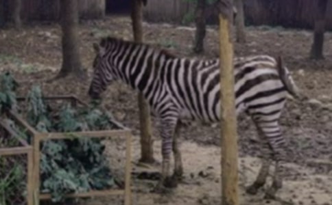 �������ð����߳�����12ƪ