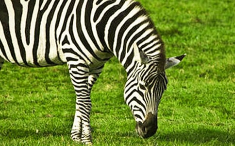 ��·�ϵİ��������̰�