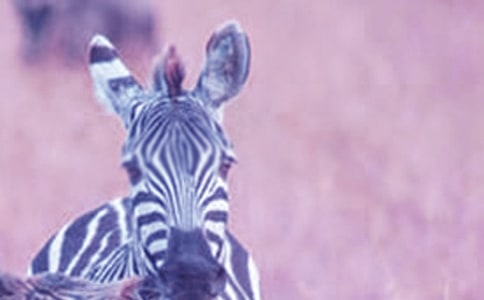 �������ð����߳�����