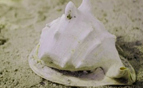 ���Ƕ����ϵ��