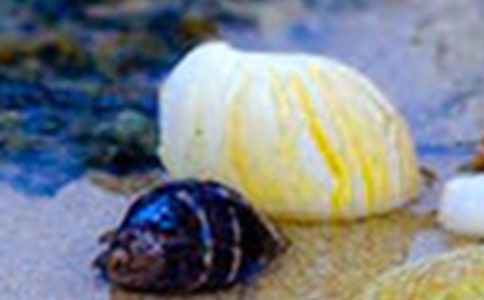 大班贝壳印画多彩的贝壳教案