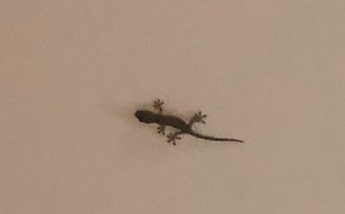 【精品】《小壁虎借尾巴》优秀教案四篇