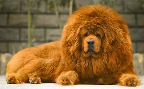 ��������ɻ꡷�и�