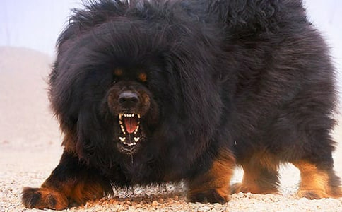 ��ҡ�����ᡷ�ۺ�з���