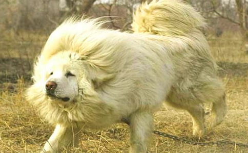 《藏獒渡魂》读后感