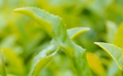 ��Ҷ������ͬ(����15ƪ)