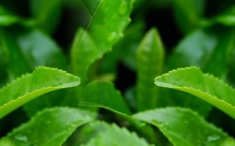 �����в�Ҷ������ͬ