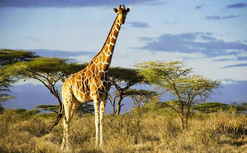 ����¹�����̰�