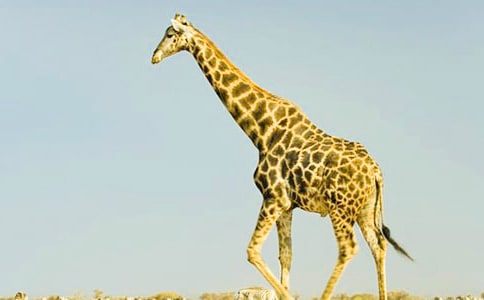 ��������̰�������¹�Ļ��ƽ̰�����ѧ��˼