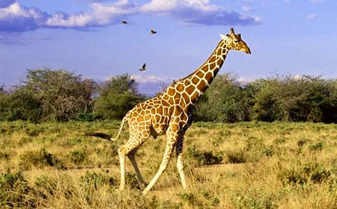 �а���������̰�������¹��