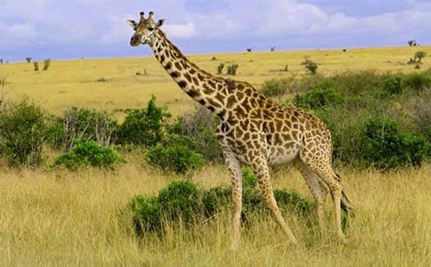 С�����Ի�̰������׳���¹��