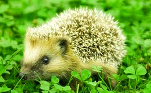 �йش�⬽̰����