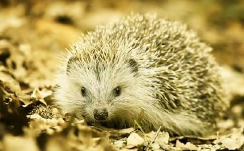 大班社会课教案《小刺猬烫发》