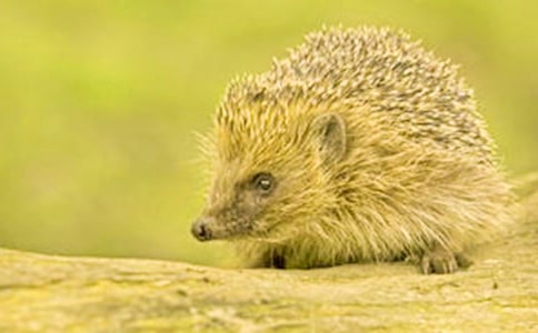 �а��������ս̰���С���ժ����