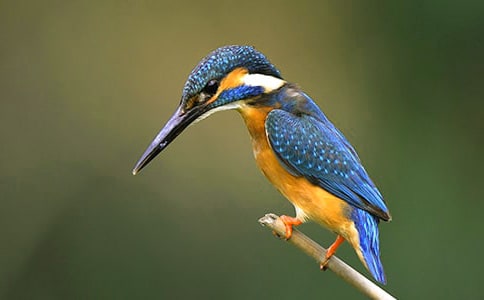 �����񡷽̰�