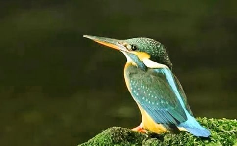 翠鸟教学反思(精选5篇)