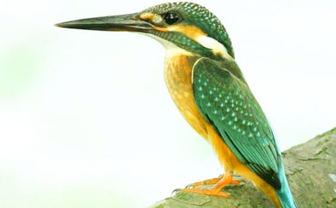 �����ѧ��˼