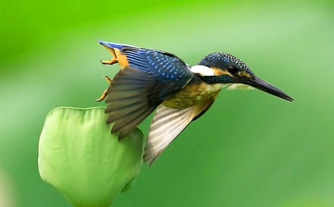 ����̰�ģ��