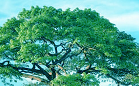 ���ġ�С�ݺʹ������̰�