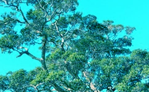 ���������衷��̰�