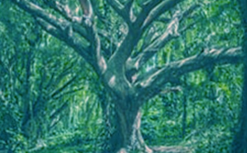 С�ݺʹ������������