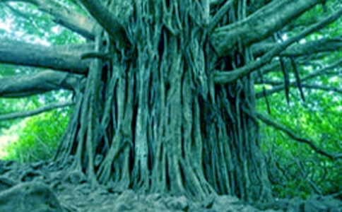 С�ݺʹ��������(15ƪ)