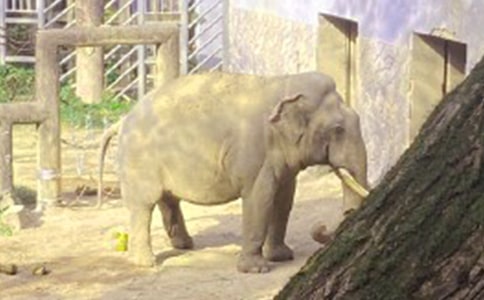 大班美术教案:大象找工作教案及教学反思