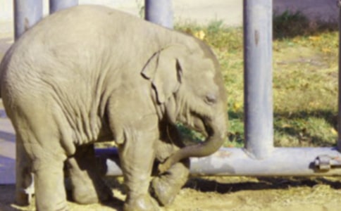 ����������ӽ̰�