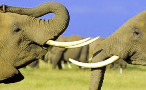 �����Ӵ���������