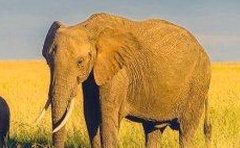 �����Ӵ�����̰�