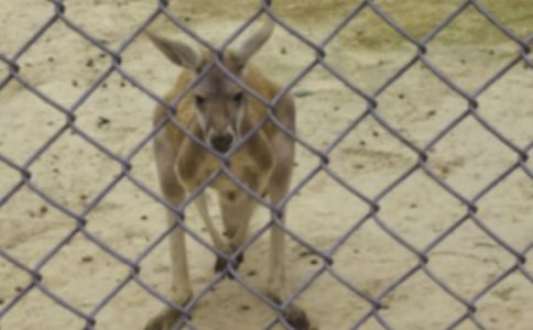 ���������衷�̰�����ѧ��˼