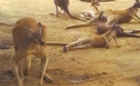 ����������ӡ��̰�����