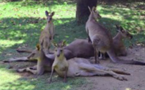 《袋鼠妈妈》教案