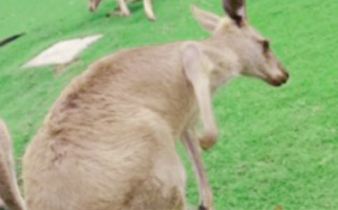 ���������衷С��̰�