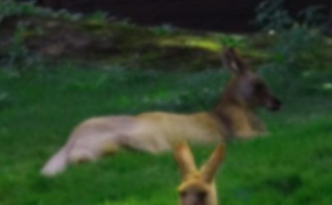 С�����̰�����