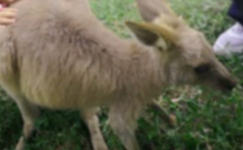 �а�̰�С����