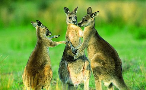 �а������̰����������̰�����ѧ��˼