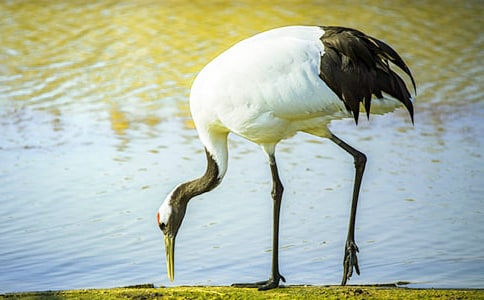 �����ĵ����׽�ѧ��˼