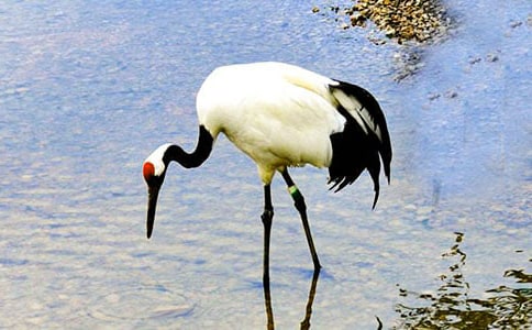 美丽的丹顶鹤教学反思(15篇)