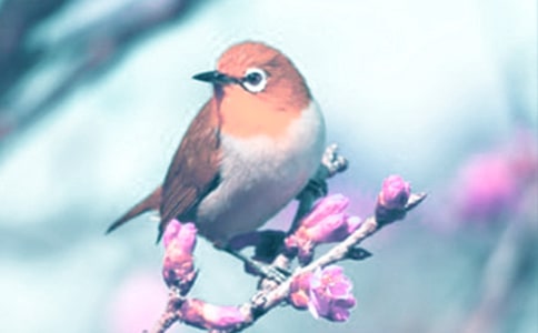 ����Ұ����ֲ�ﳫ����800��