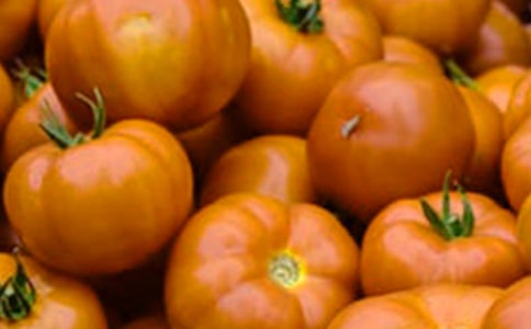 《番茄太阳》优秀教案设计范文