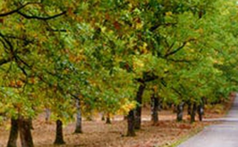 介绍五指山风景导游词